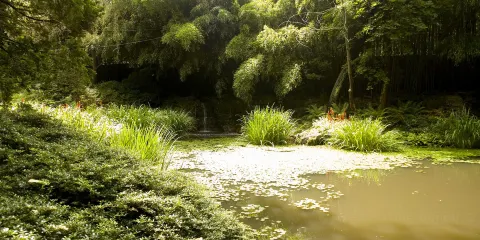 水本日本散歩庭園