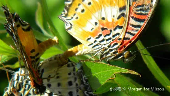 萊曼花園