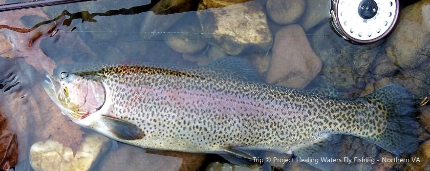 Montana Fish Man Outfitting