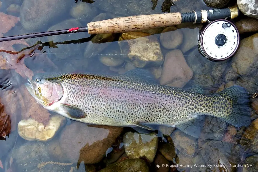 Montana Fish Man Outfitting