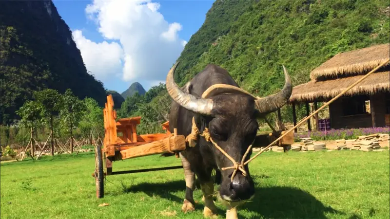 Haodaya Yequ Farm (yingde)