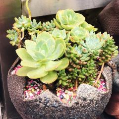 GRANDMA'S DELICACIES User Photo