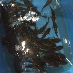 秀妈厨房(灰汤老店) User Photo