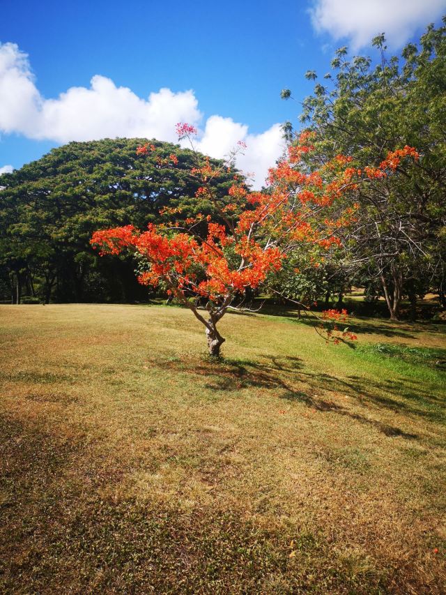 National Tropical Botanical Garden