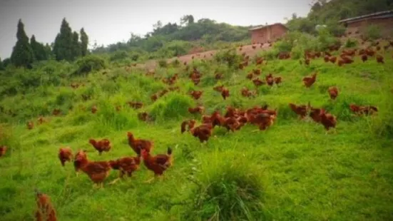 Jiantaichaihuo Chicken