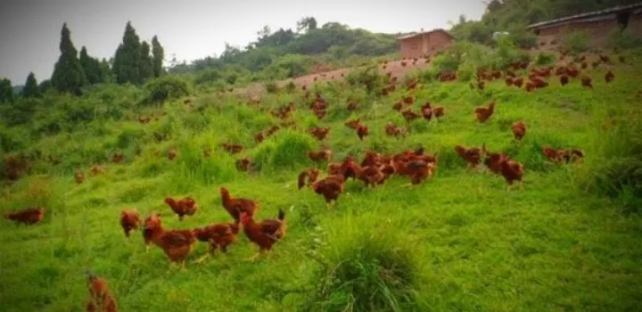 Jiantaichaihuo Chicken