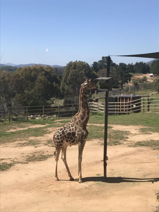 National Zoo and Aquarium Attractions Canberra Travel Review Sep 3, 2019Travel Guide