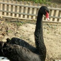 評論圖片 8