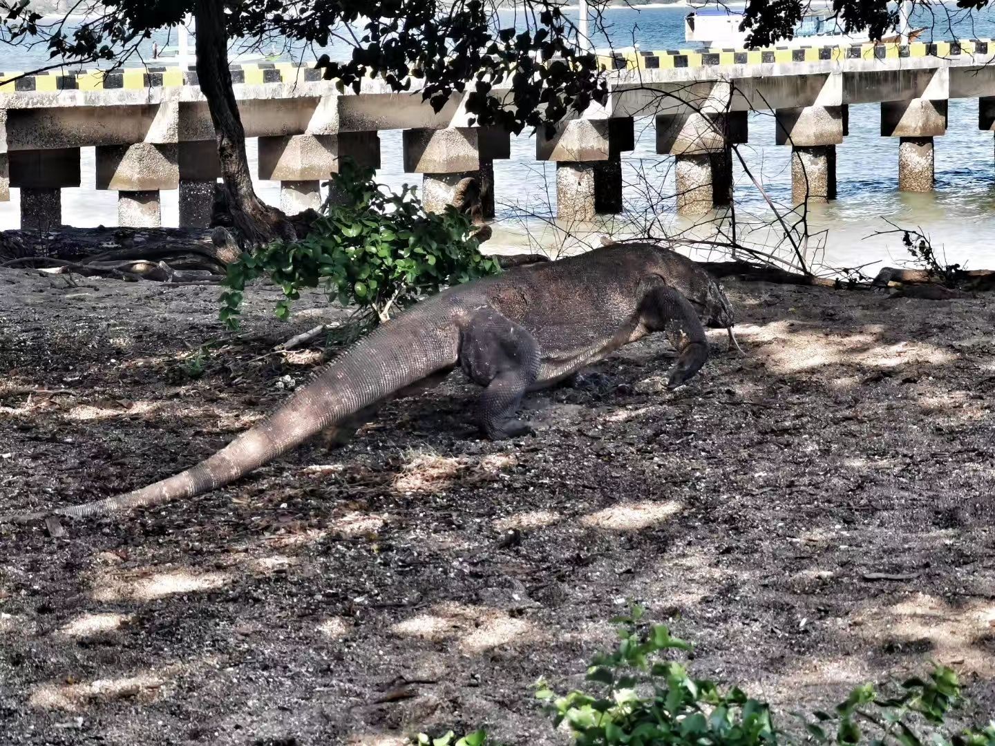 Komodo National Park コモド島 評判 案内 トリップドットコム