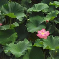 評論圖片 1