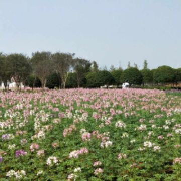 評論圖片 1