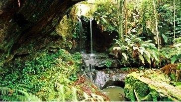 蕨類植物洞旅遊攻略指南 蕨類植物洞評論 蕨類植物洞附近推薦 Trip Com