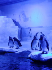 極地企鵝館
