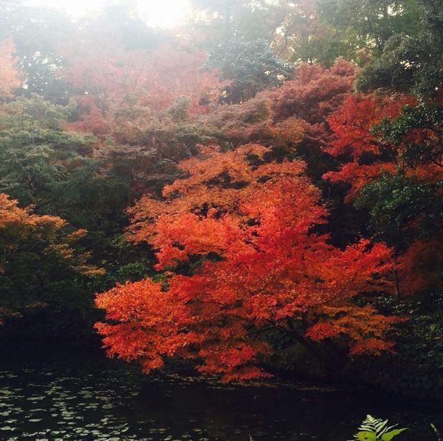 日本紅葉 一葉知秋 8大福岡紅葉景點推介遊記攻略 Trip Com遊玩攻略