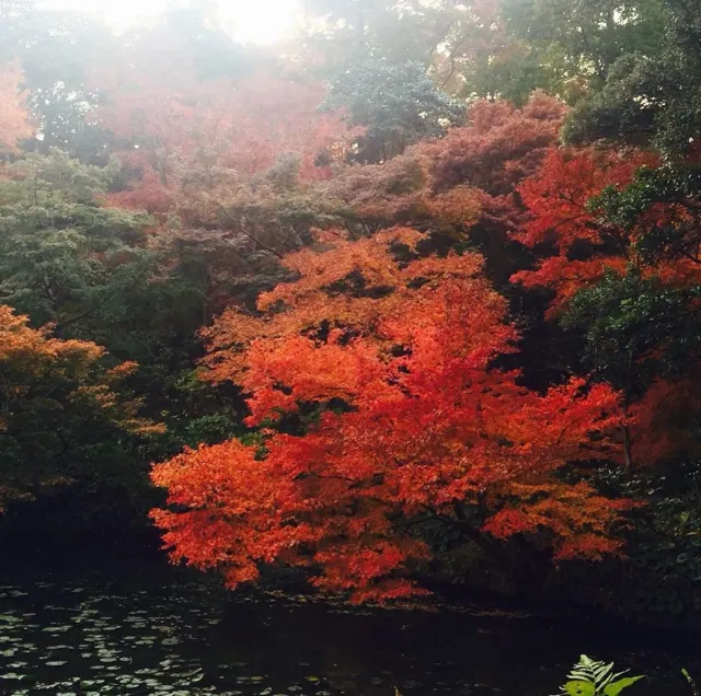 日本紅葉 一葉知秋 8大福岡紅葉景點推介遊記攻略 Trip Com遊玩攻略