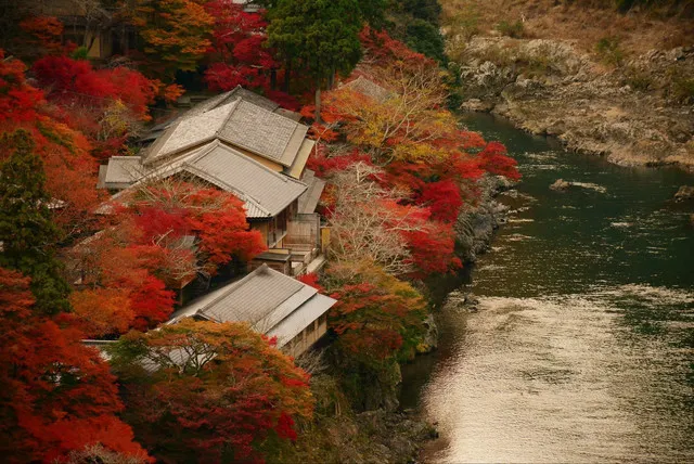 Maple Season! Who Can Deny that It’s The Prettiest Moment in Kyoto?