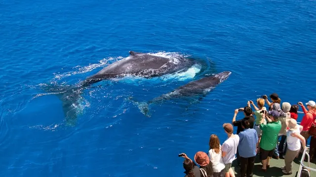 The Best Place to Watch Whales in Australia