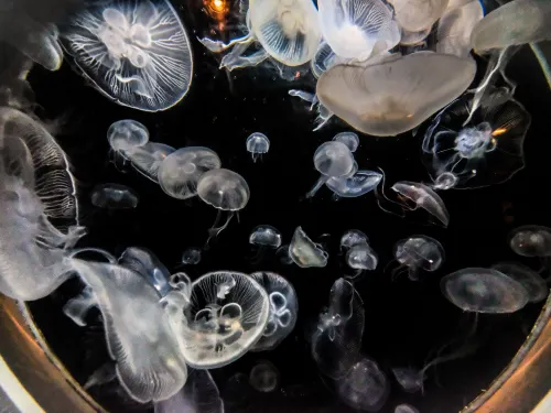 【鹿兒島水族館】 水族館交通、玩法、周邊必吃美食全攻略