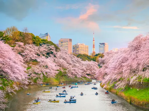 The 7 Best Places to See Cherry Blossoms in Tokyo