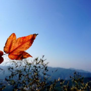 評論圖片 1
