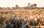 Yuwang Wetland