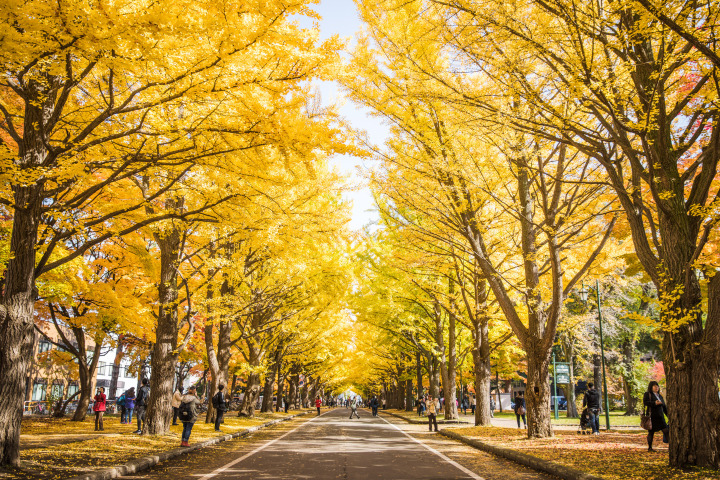 北海道紅葉 10大北海道賞楓景點 時間懶人包遊記攻略 Trip Com遊玩攻略