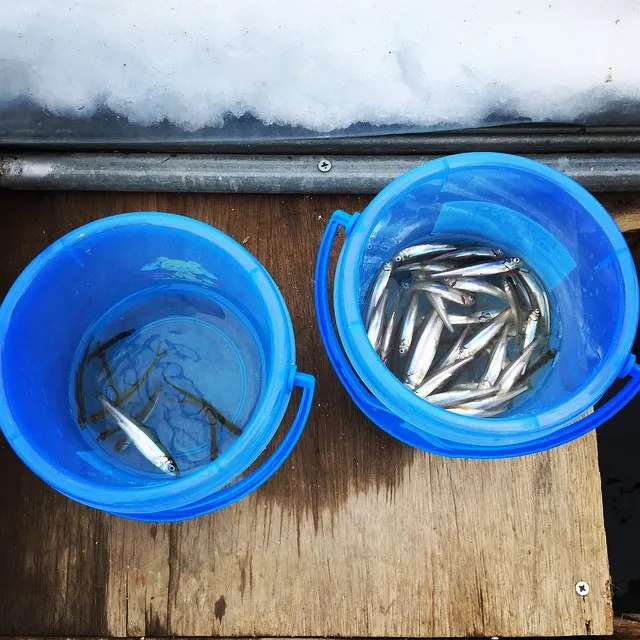 【北海道冬天自由行⛄】十大必到冬日限定北海道景點!