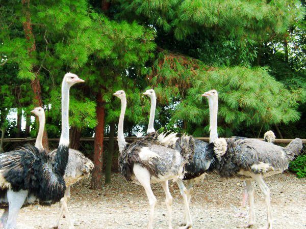 鴕鳥王生態園