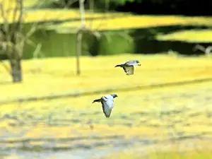 Wildlife Prairie State Park