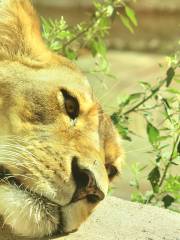 Rosamond Gifford Zoo