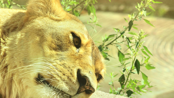 Rosamond Gifford Zoo