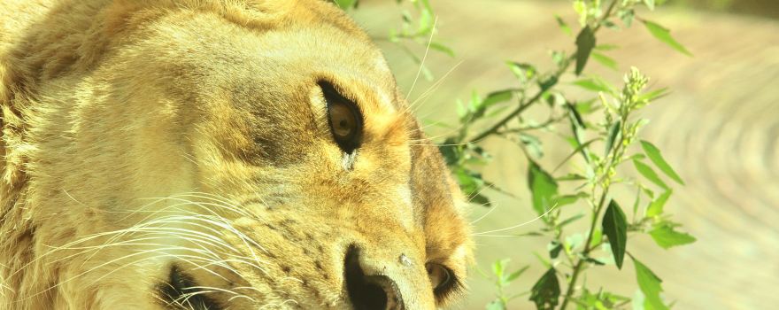 Rosamond Gifford Zoo