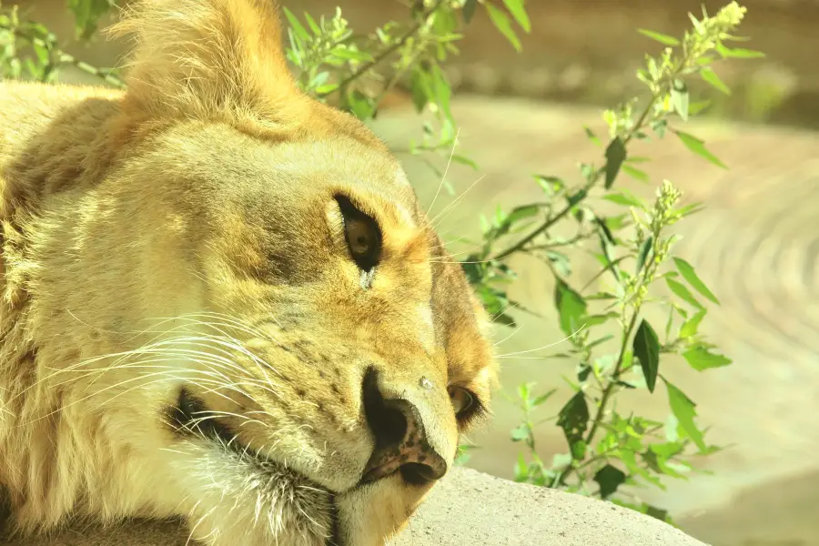 Rosamond Gifford Zoo