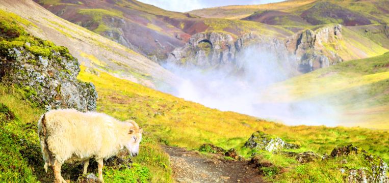 Olfus Travel Guide 2025: Top Attractions, Things to Do & Deals | Trip ...