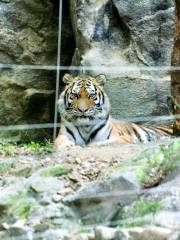 ソウル動物園