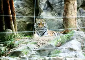 ソウル動物園