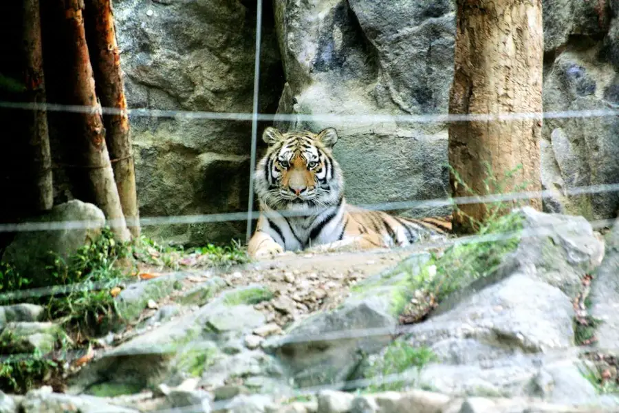 Seoul Zoo