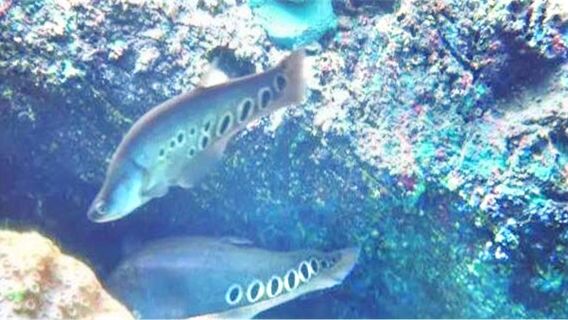 Urartian tribal mountain spring marine world