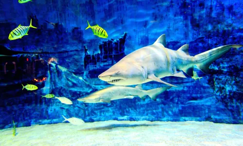 Beijing Aquarium