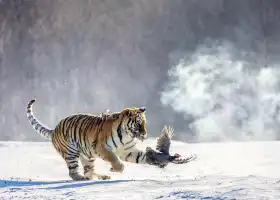 Hengdaohezi Siberian Tiger Park