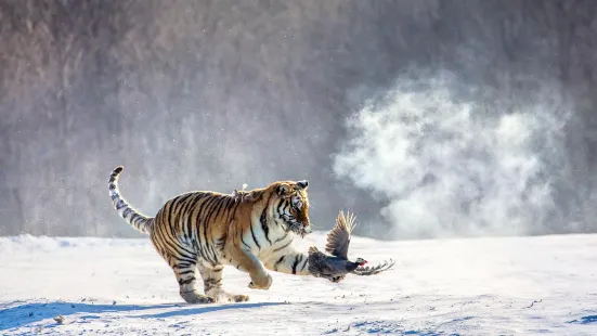 Hengdaohezi Siberian Tiger Park