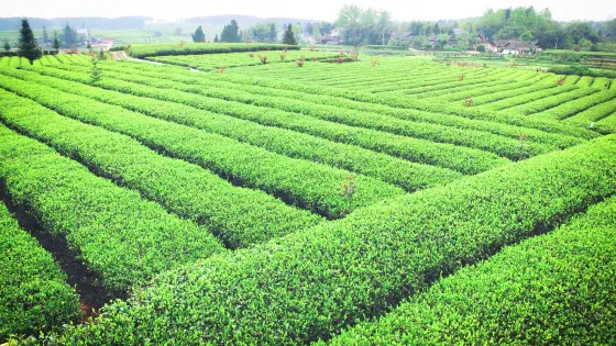 中国西部茶海之心景区