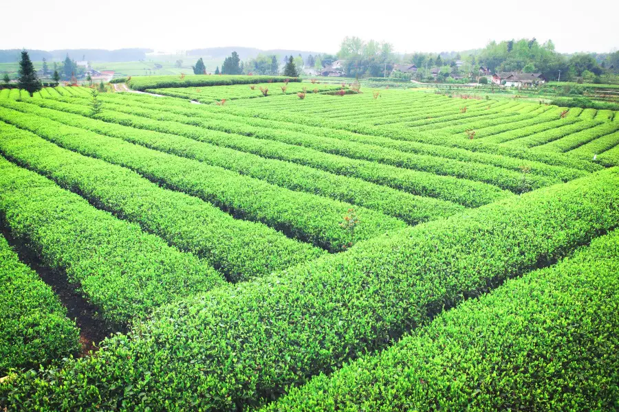 Chahaizhixin Scenic Spot