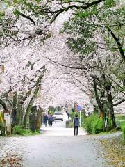 秋月杉馬場道路