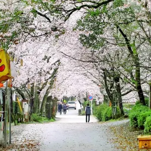 秋月杉馬場道路