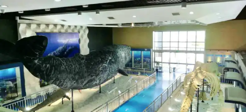 Shell Properties in Rudong