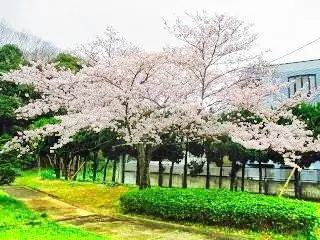 21市原市旅遊攻略 市原市好去處 市原市觀光景點21 Trip Com