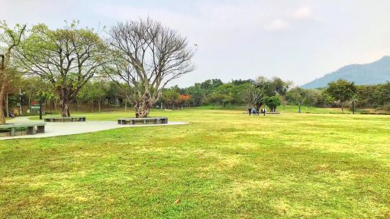 大沙河公园，风铃花开的正旺，草坪可以打滚，滴水观音开红花，美