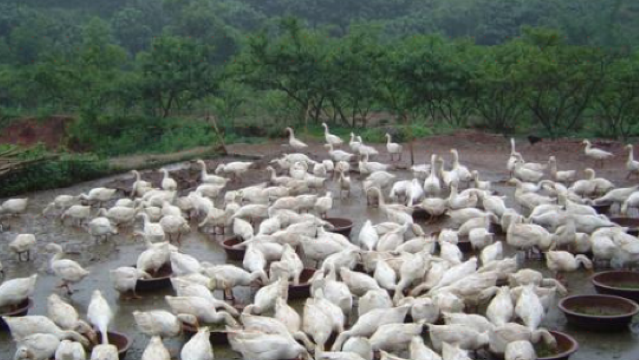 rong chang qu he yi bai e yang zhi gu fen he zuo she