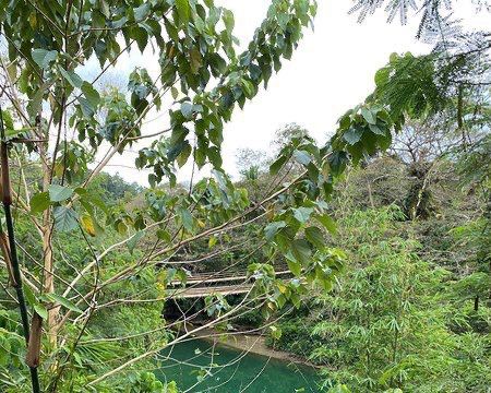 Bamboo Hanging Bridge